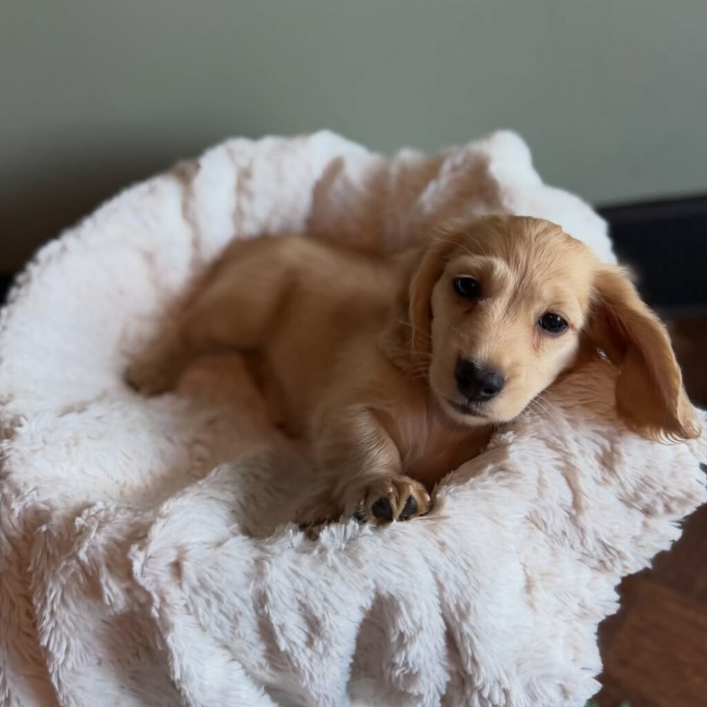 Lisa the Cream Dachshund puppy