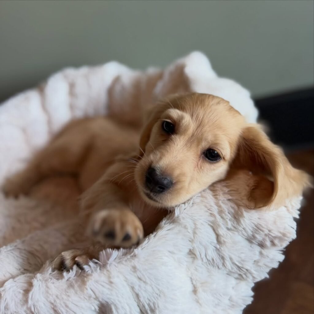 Lisa the Cream Dachshund puppy