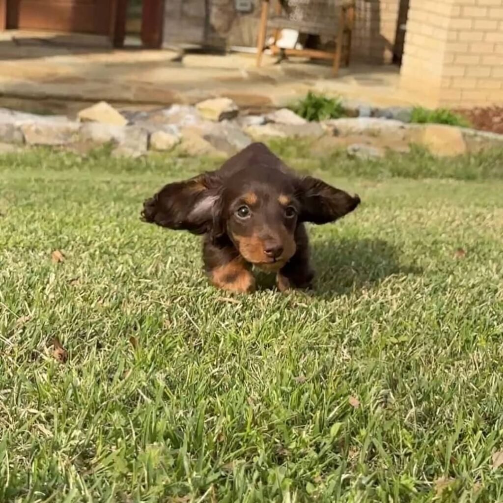 Nissi the Chocolate and tan Dachshund puppy