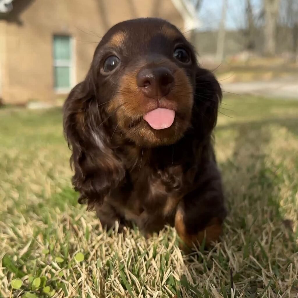 Nissi the Chocolate and tan Dachshund puppy