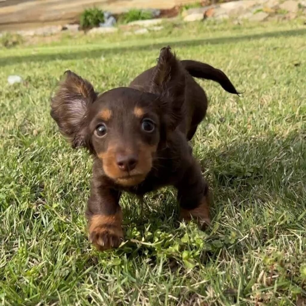 Nissi the Chocolate and tan Dachshund puppy