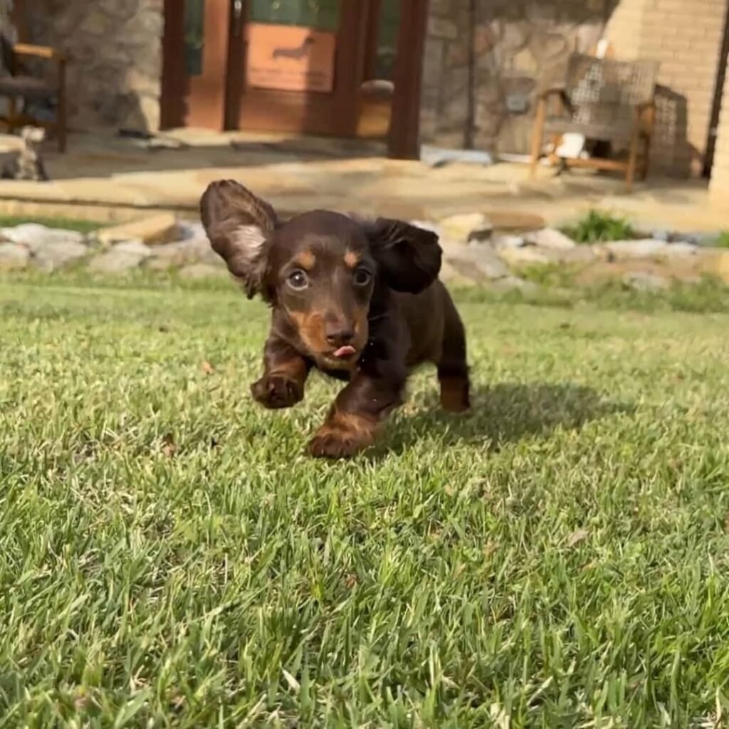Nissi the Chocolate and tan Dachshund puppy