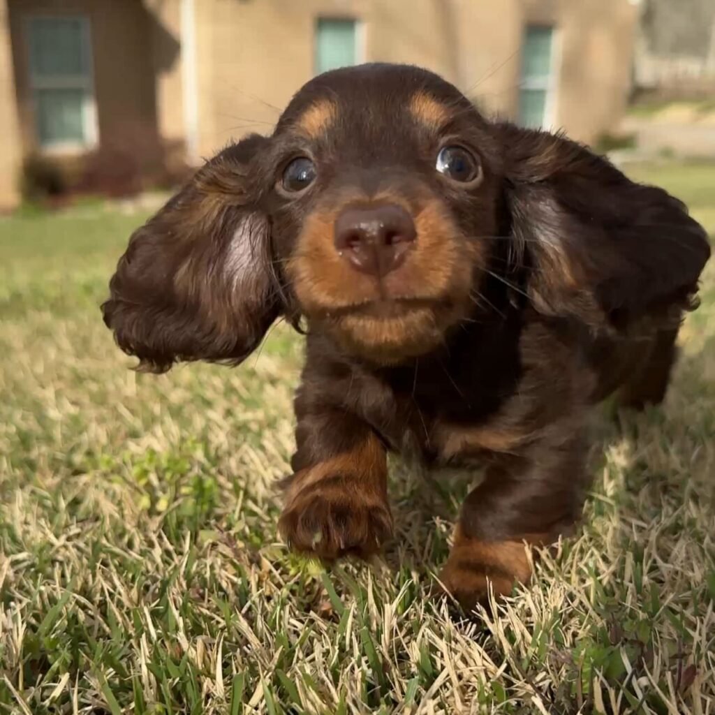 Nissi the Chocolate and tan Dachshund puppy