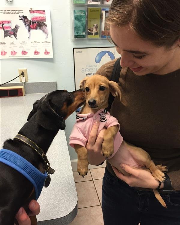 Dachshund puppies during a veterinary visit