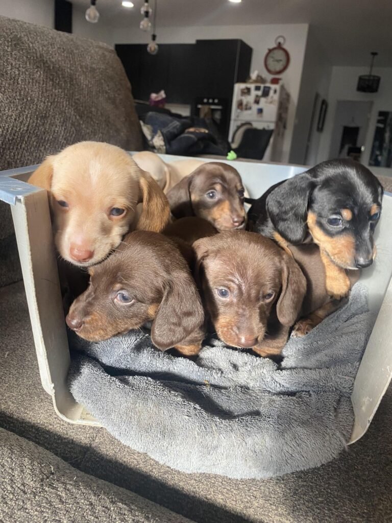 Dachshund puppy