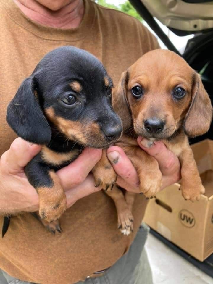 Happy Dachshund puppy