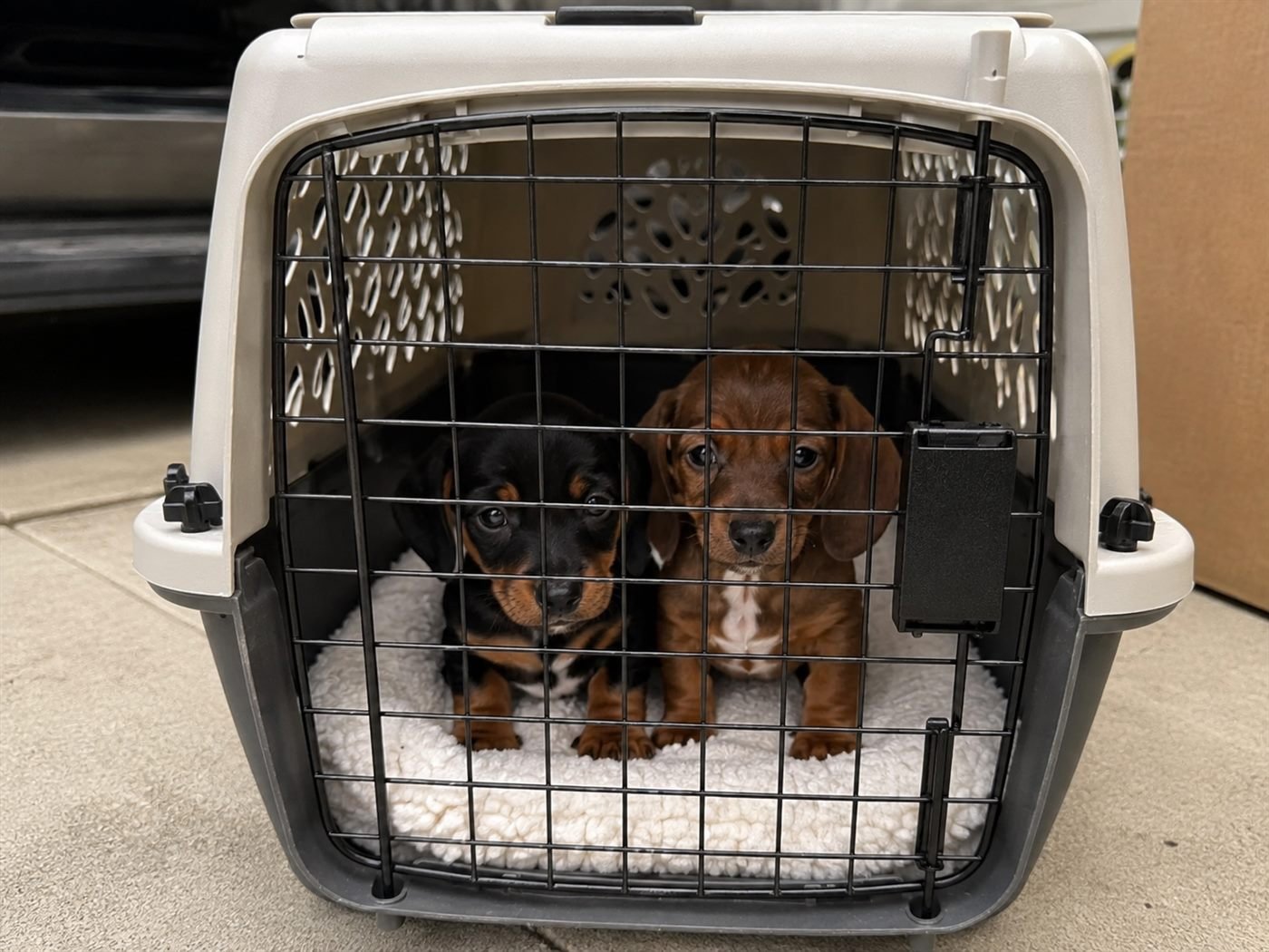 Two Dachshund puppies in a comfortable travel carrier