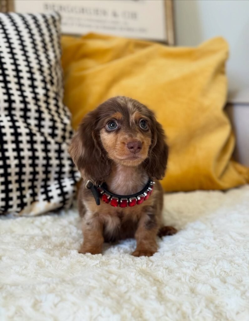 Sam Dachshund puppy