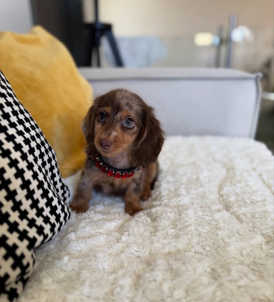 Sam the Chocolate and tan Dachshund puppy