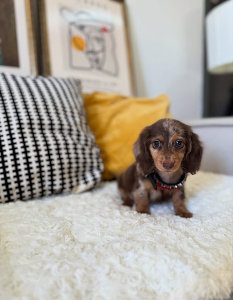 Sam the Chocolate and tan Dachshund puppy