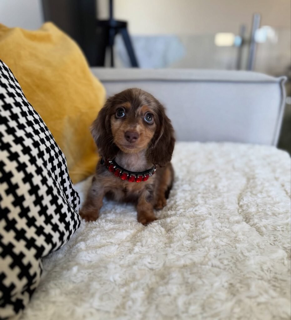 Sam the Chocolate and tan Dachshund puppy