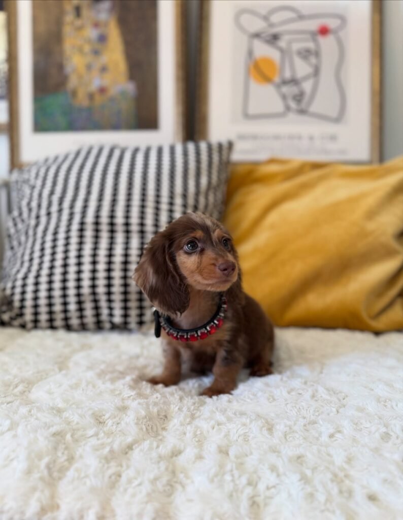 Sam the Chocolate and tan Dachshund puppy