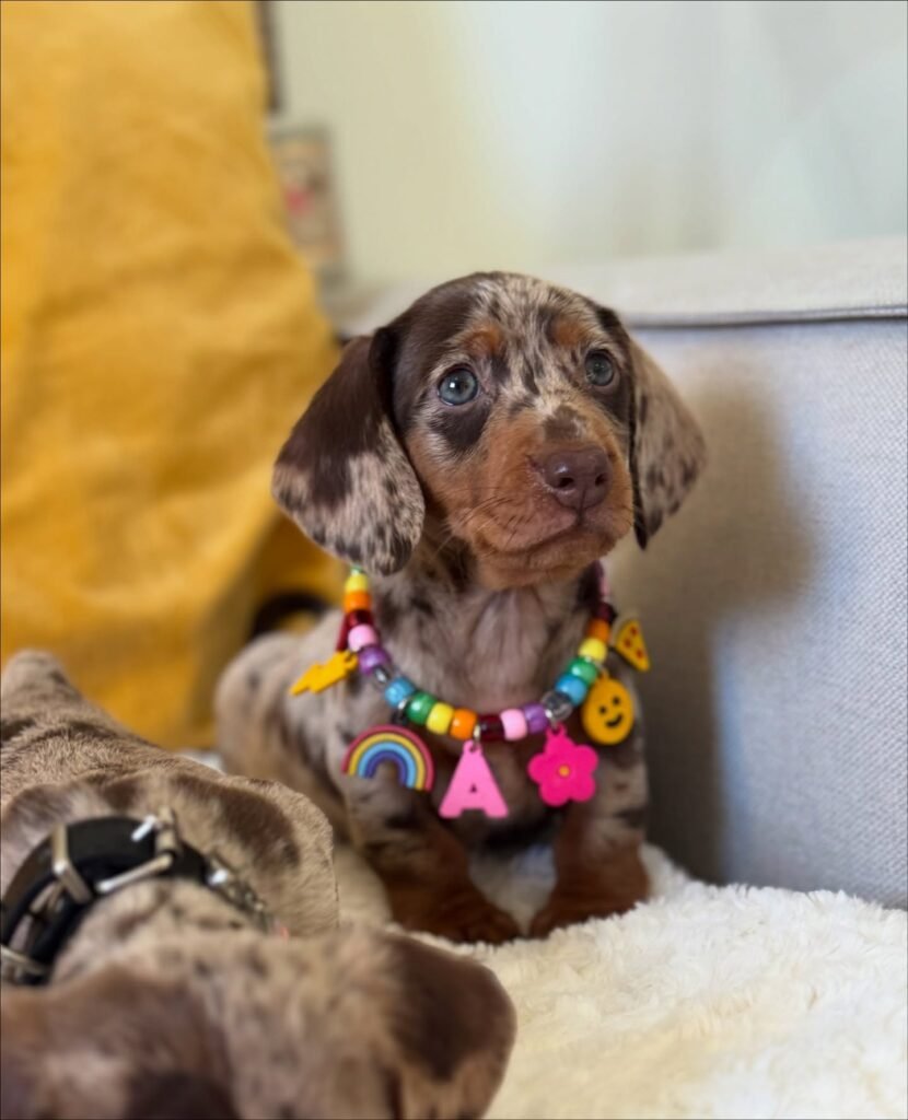 Suzy the Chocolate and tan dapple Dachshund puppy