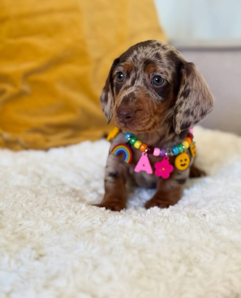 Suzy Dachshund puppy
