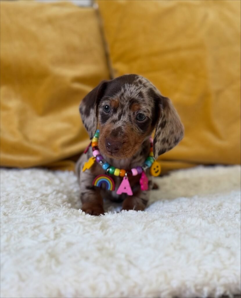 Suzy the Chocolate and tan dapple Dachshund puppy