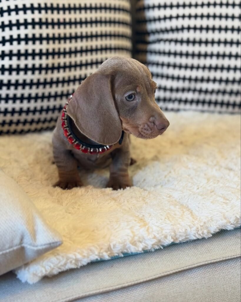 Moose the Chocolate Dachshund puppy