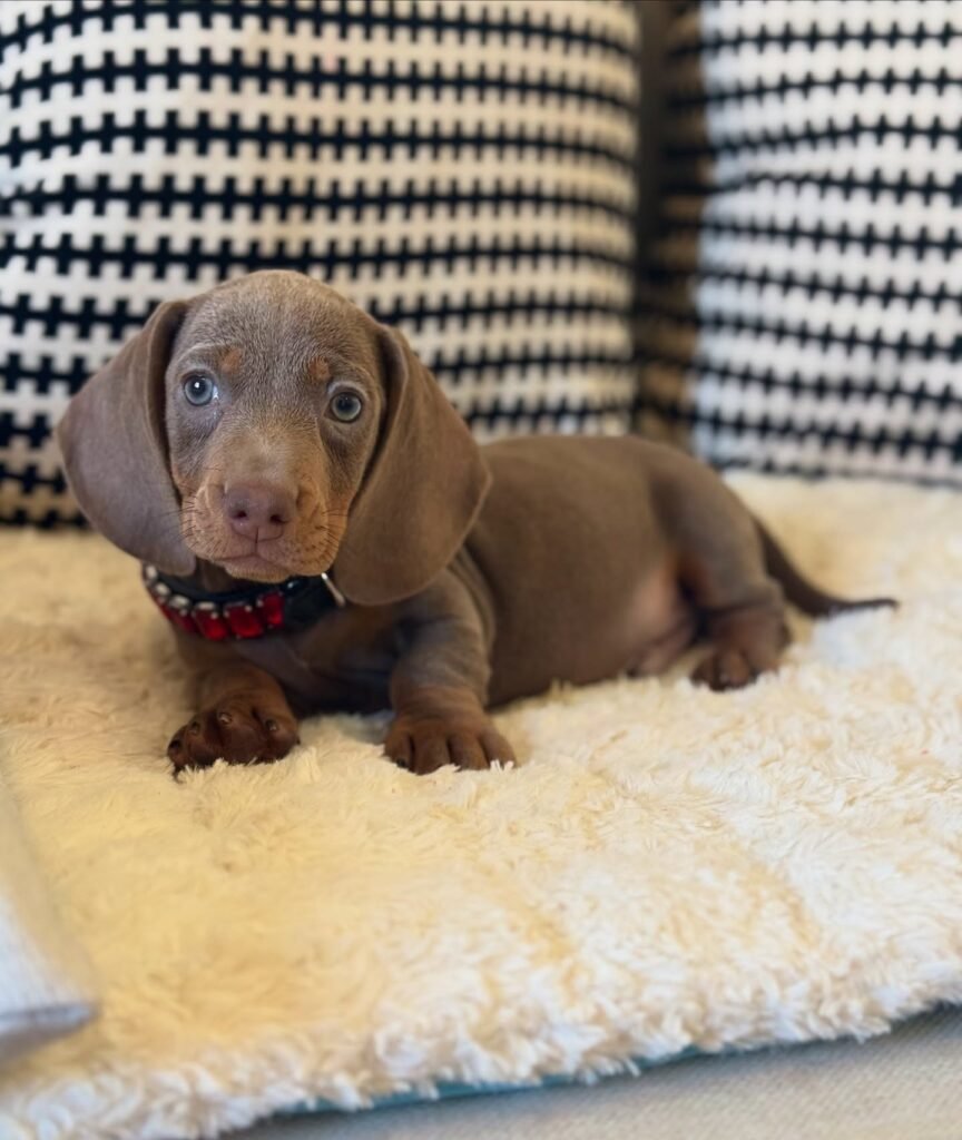 Moose the Chocolate Dachshund puppy