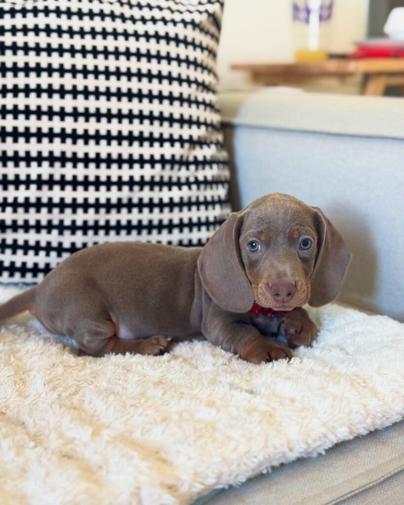 Moose the Chocolate Dachshund puppy