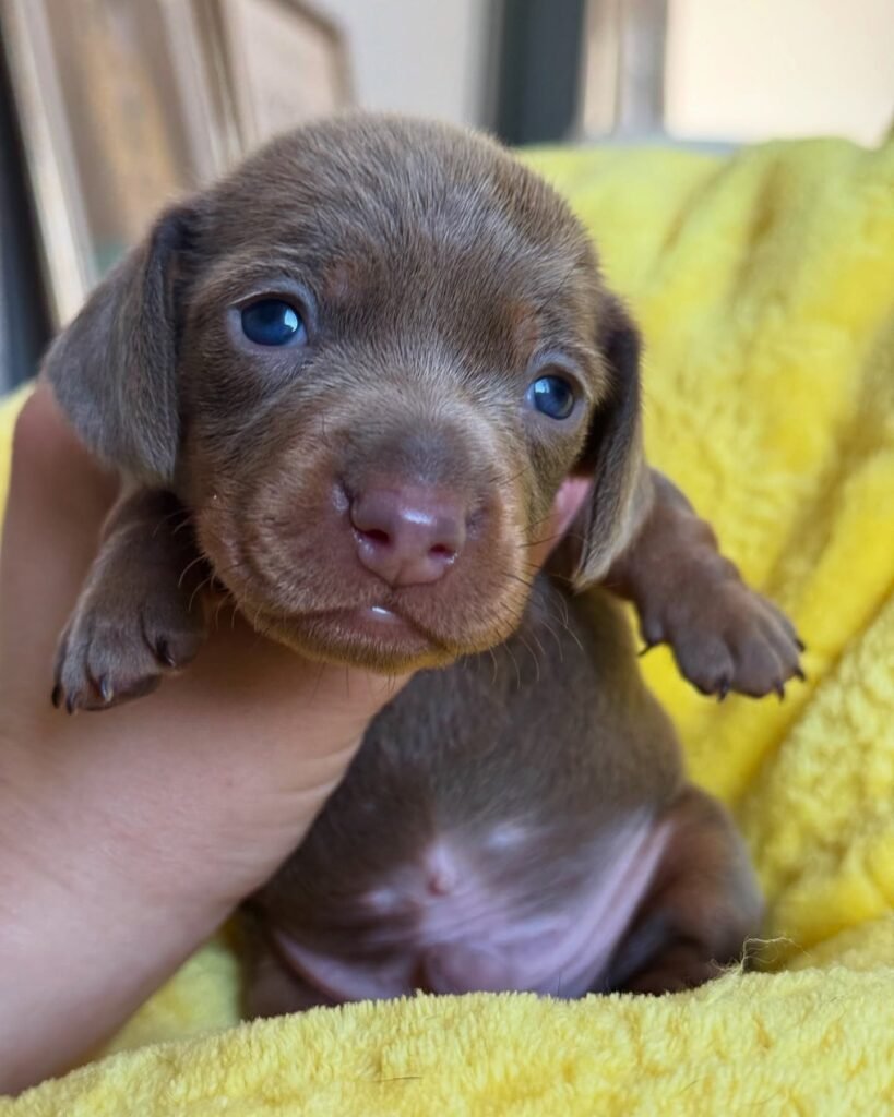 Moose the Chocolate Dachshund puppy
