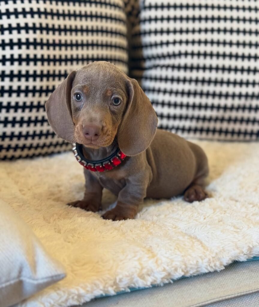 Moose Dachshund puppy