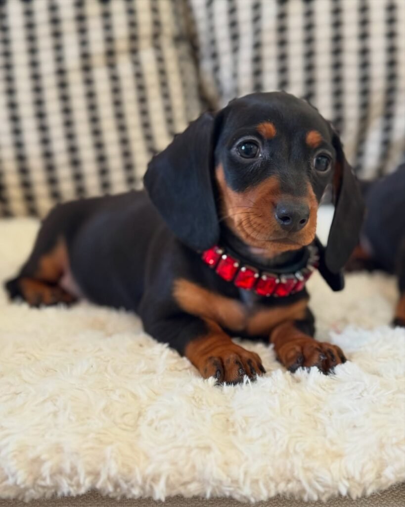 Pam Dachshund puppy