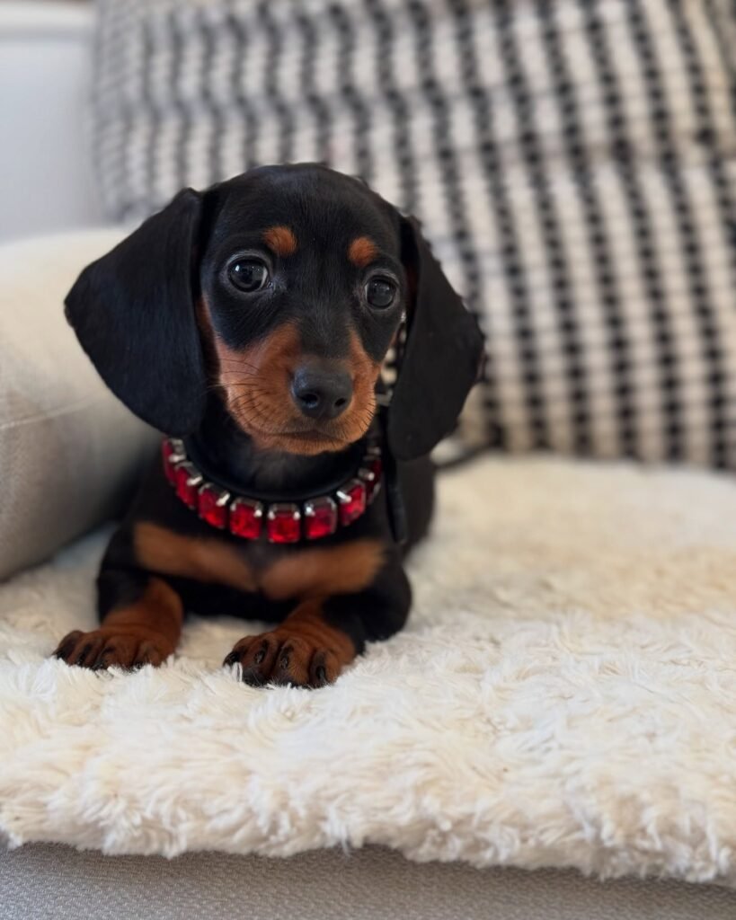 Pam the Black and tan Dachshund puppy