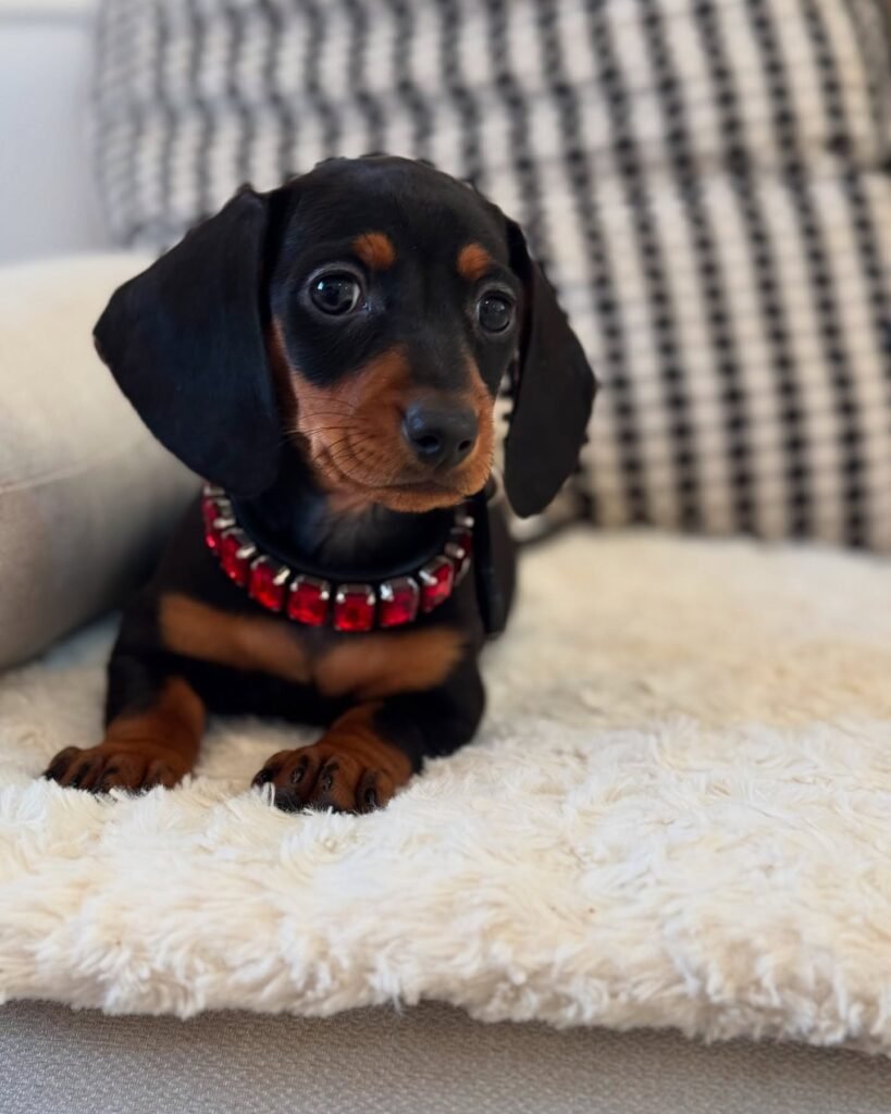 Pam the Black and tan Dachshund puppy