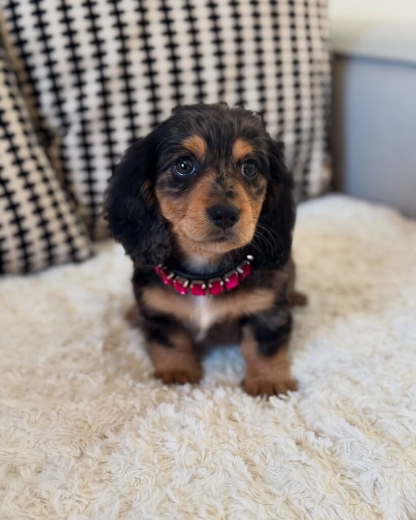 Pam the Black and tan Dachshund puppy