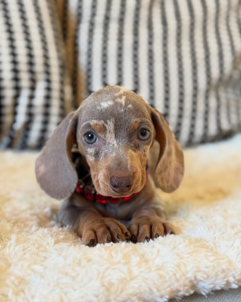 Dora Dachshund puppy