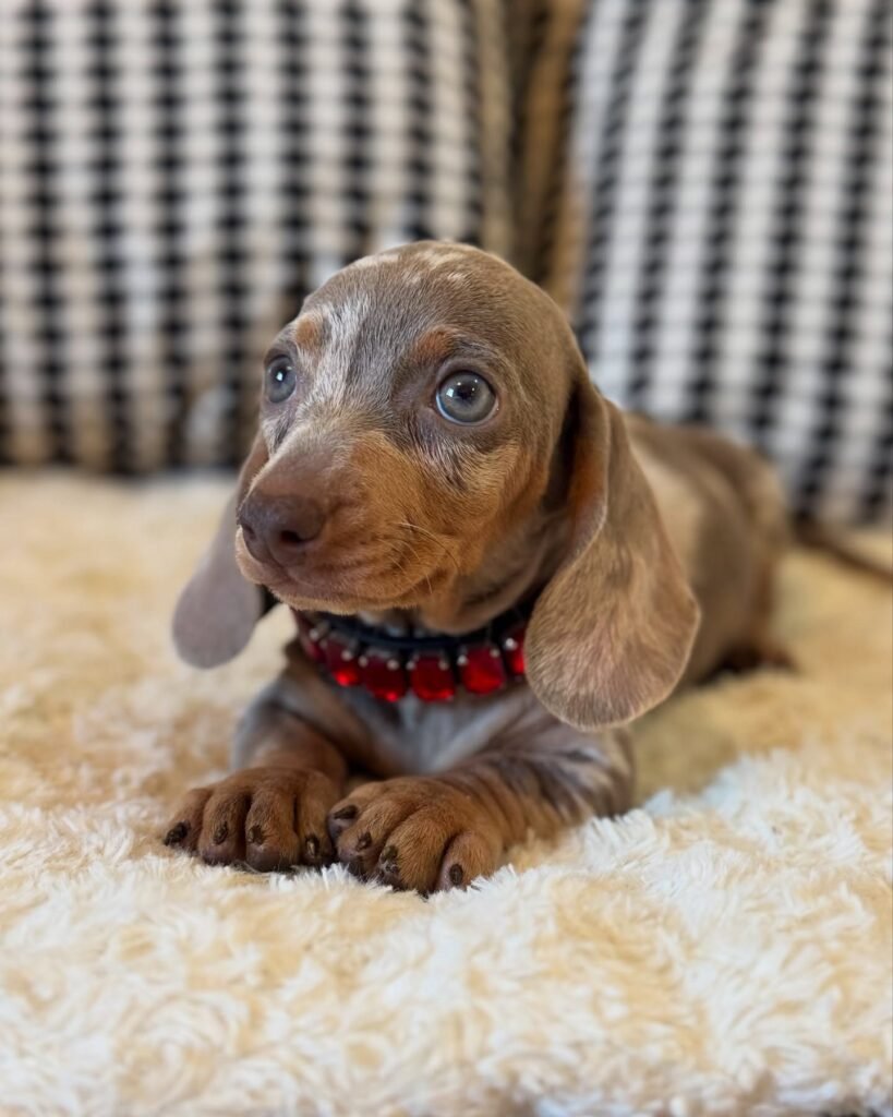 Dora the Chocolate dapple Dachshund puppy