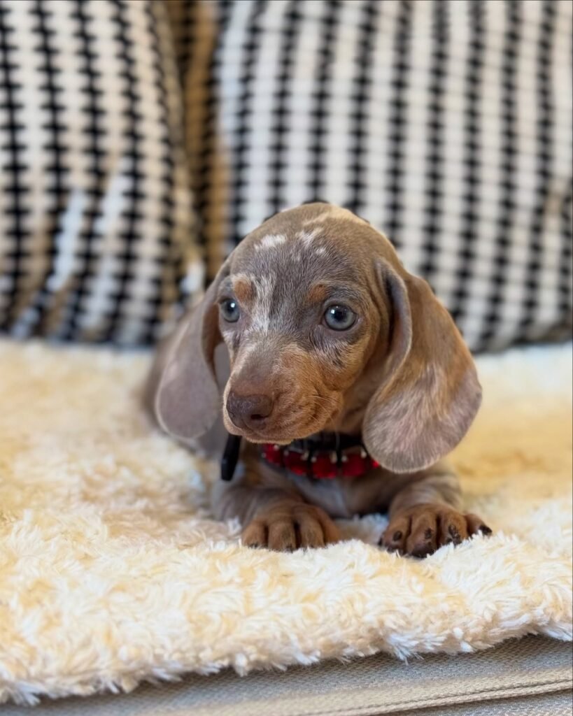 Dora the Chocolate dapple Dachshund puppy