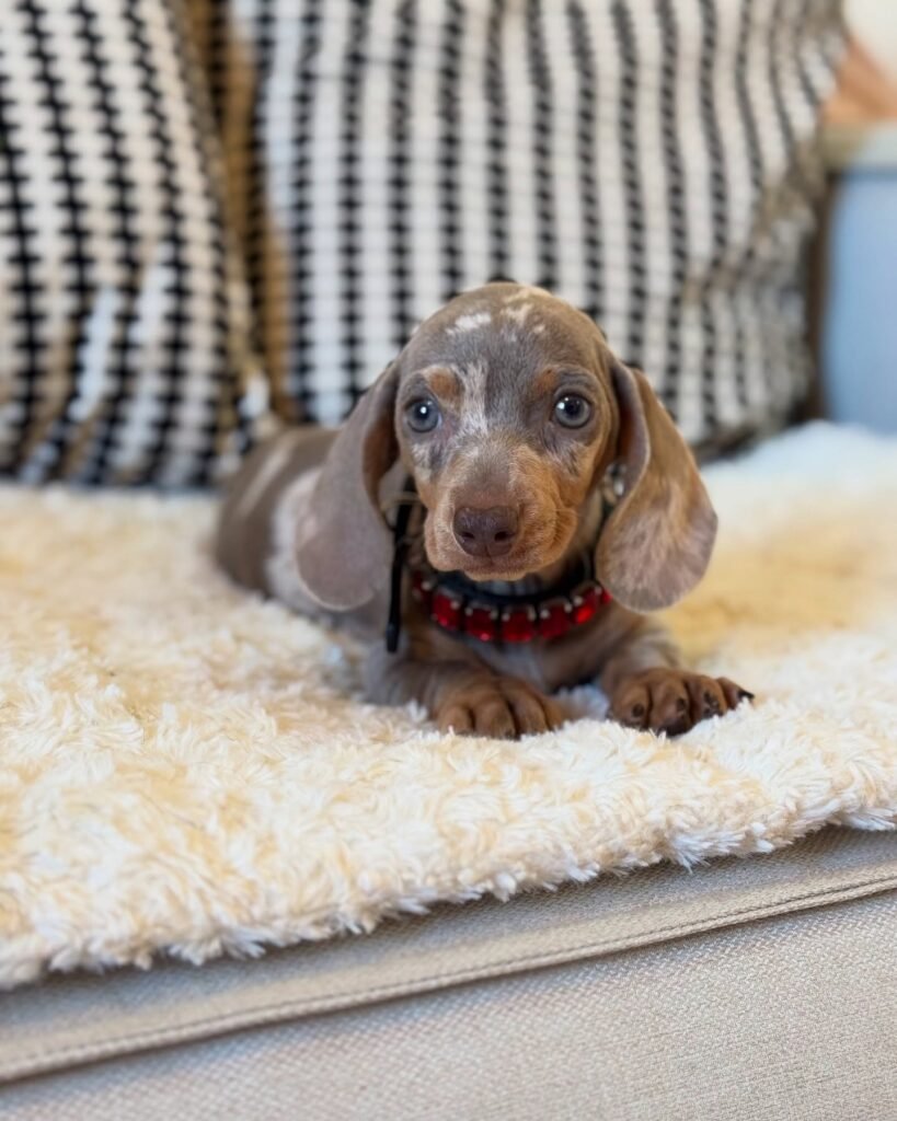 Dora the Chocolate dapple Dachshund puppy